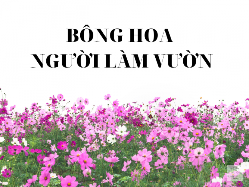 Nước mắt tổn thương